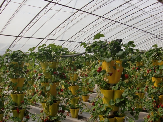 什么是立體栽培？