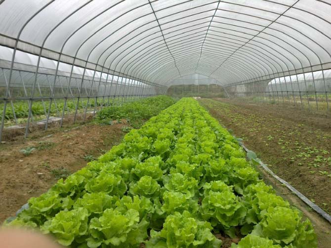 蔬菜簡易單棟大棚圖片4