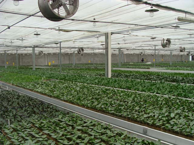 連棟大棚蔬菜圖片2