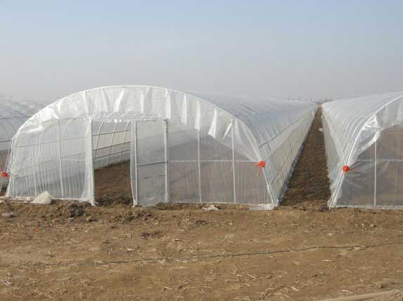8米寬單棟溫室大棚圖片