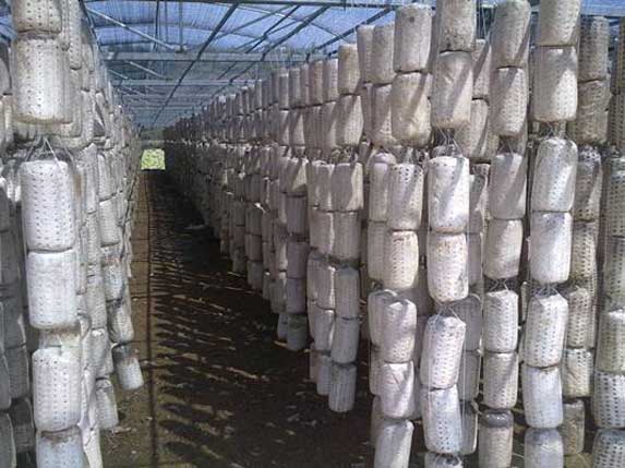 木耳吊袋棚菌袋安裝圖片