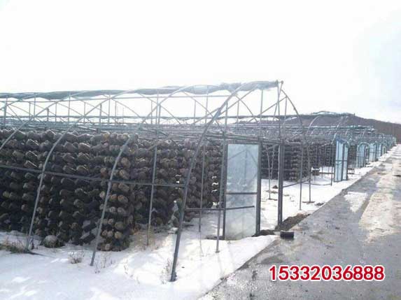 黑木耳吊袋大棚圖片