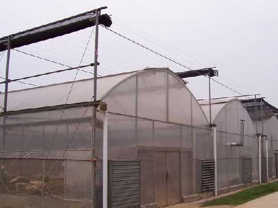 簡易連棟大棚圖片