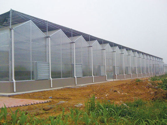 尖頂形連棟溫室大棚