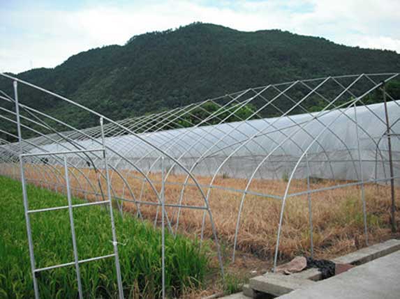 簡易拱管大棚圖片