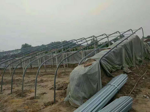 帶后墻的橢圓管型大棚骨架圖片