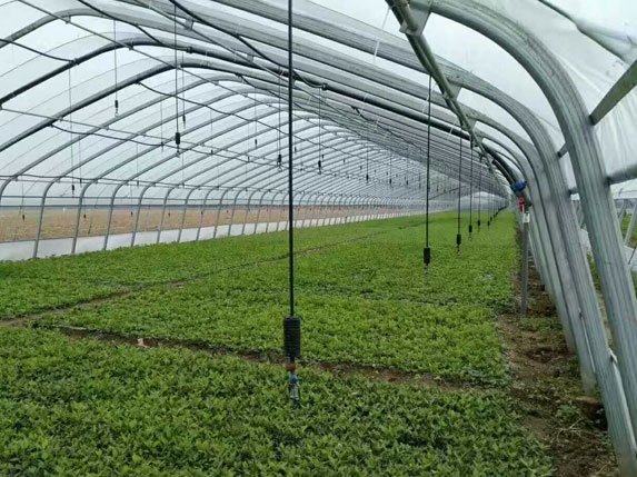 橢圓管型簡體大棚（含噴灌設備）圖片