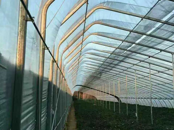 無后墻溫室大棚（帶一趟立柱）骨架圖片