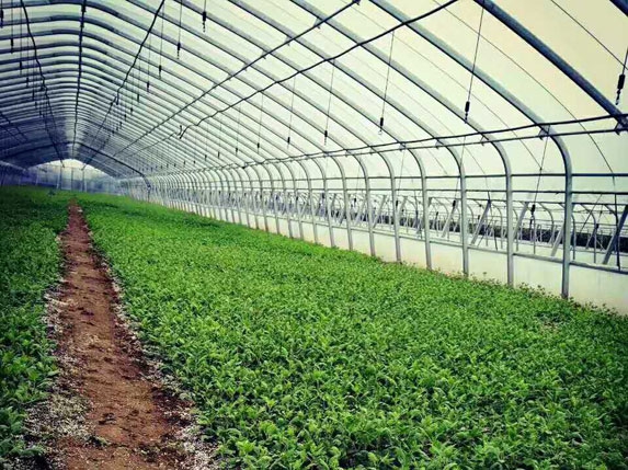 簡體大棚圖片（含噴灌設施）橢圓形大棚管圖片