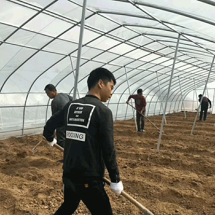 簡易拱棚高清圖片