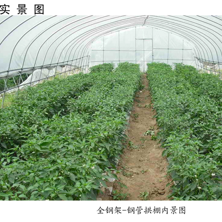 簡易拱棚高清實景圖