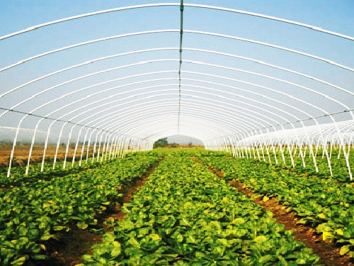 溫室大棚鋼管圖片