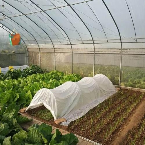 溫室鋼管大棚圖片